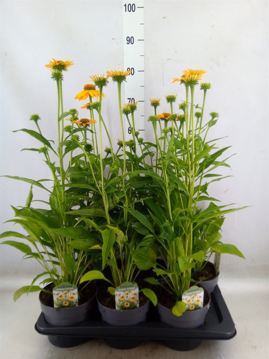 <h4>Echinacea   ...</h4>