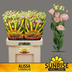 EUS G ALISSA CHAMPAG