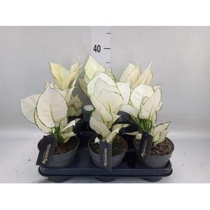 Aglaonema  'White Joy'