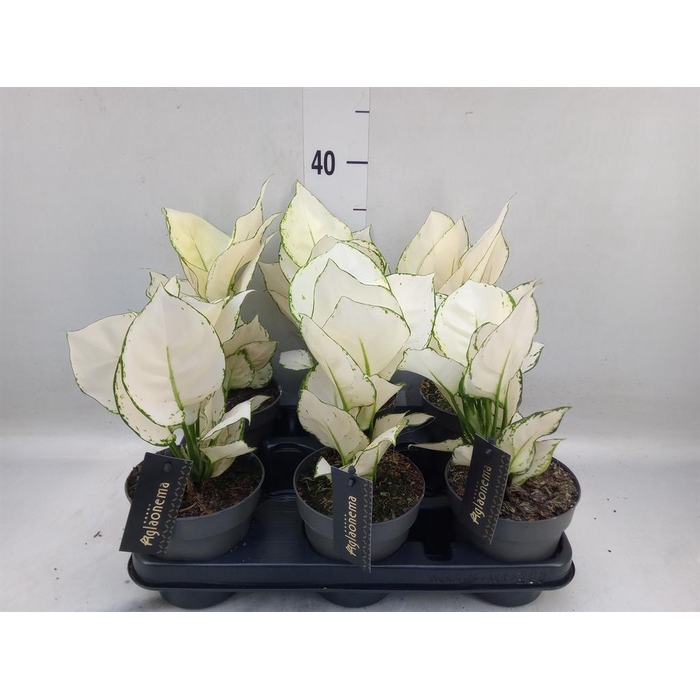 <h4>Aglaonema  'White Joy'</h4>