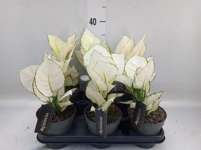 <h4>Aglaonema  'White Joy'</h4>