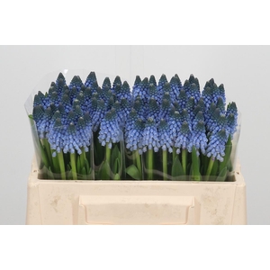 Muscari Carola