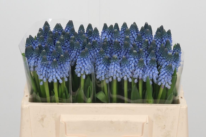 <h4>Muscari Carola</h4>