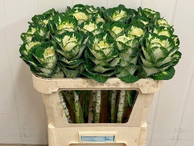 <h4>BRASS WHITE CRANE</h4>