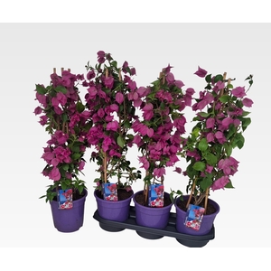 BOUGAINV ALEXANDRA