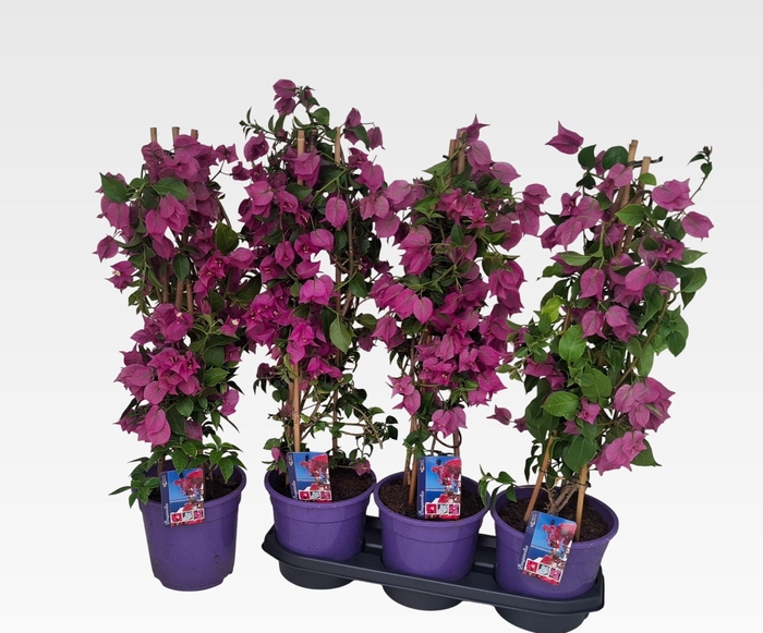 BOUGAINV ALEXANDRA