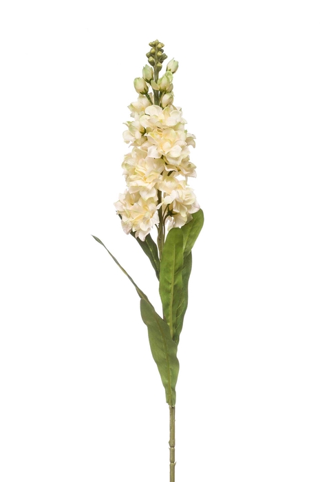 <h4>Matthiola spray cream 80cm</h4>