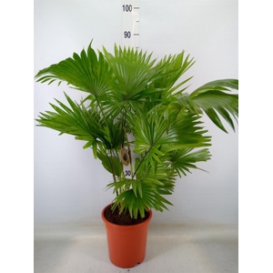 Livistona rotundifolia