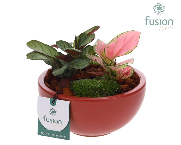 <h4>Schaal keramiek Moon Small marsala rood met groene planten</h4>