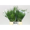 Asparagus 1e Veren