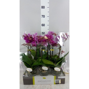 Phalaenopsis multi.   ...lilac