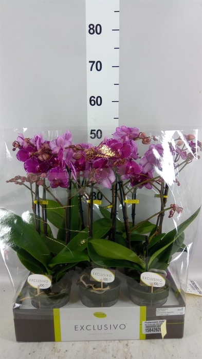 <h4>Phalaenopsis multi.   ...lilac</h4>