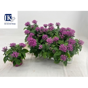 PENT GRAFFI VIOLET