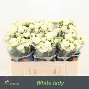 Rosa spray white lady