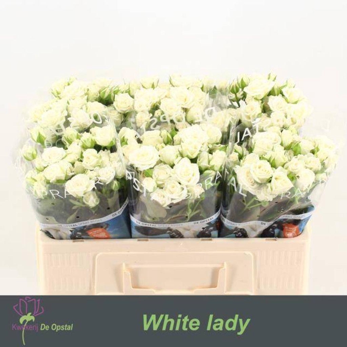 <h4>Rosa spray white lady</h4>