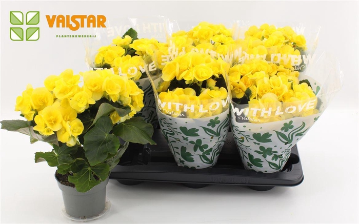 <h4>Begonia Du Geel</h4>