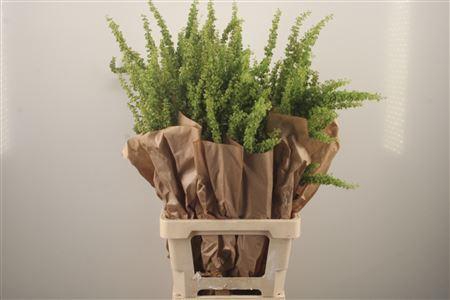 <h4>Unicornius Green</h4>