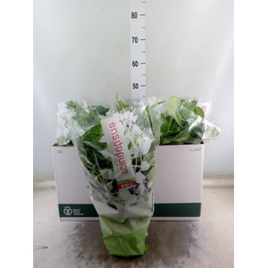 Scindapsus pictus 'Trebie'