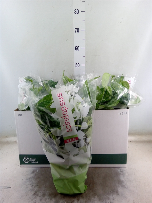 <h4>Scindapsus pictus 'Trebie'</h4>