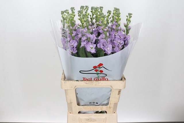 <h4>MATTH MARINE LAVENDER</h4>