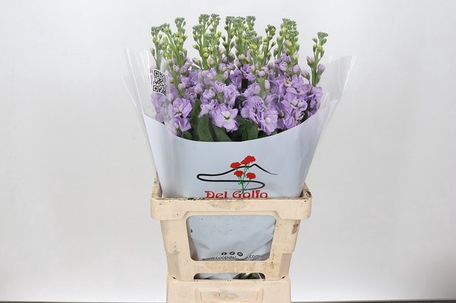 <h4>MATTH IRON MARINE</h4>