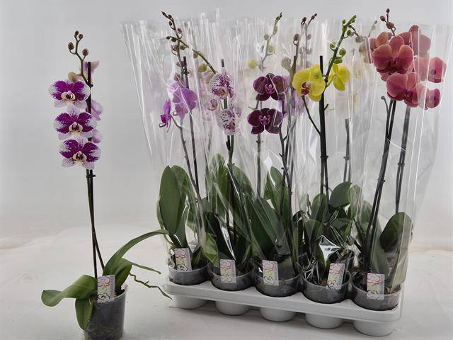 <h4>PHAL GEM</h4>