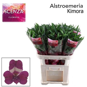 ALSTR KIMORA