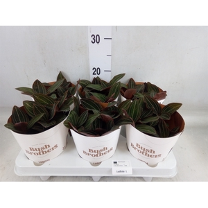 Ludisia discolor