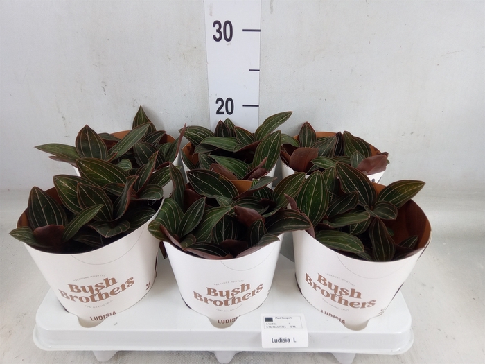 <h4>Ludisia discolor</h4>
