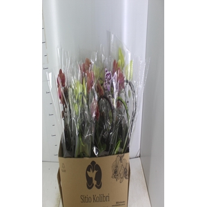 PHALAENOPSIS CORACAO P12