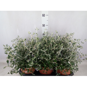 Teucrium fruticans