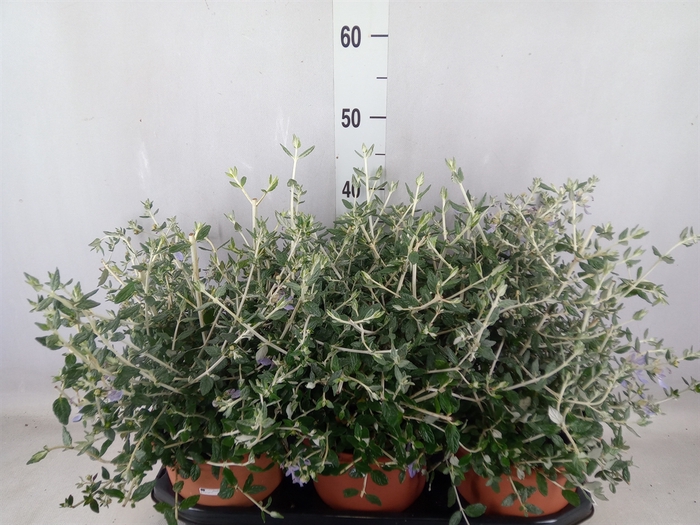 <h4>Teucrium fruticans</h4>