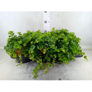Peperomia rotundifolia