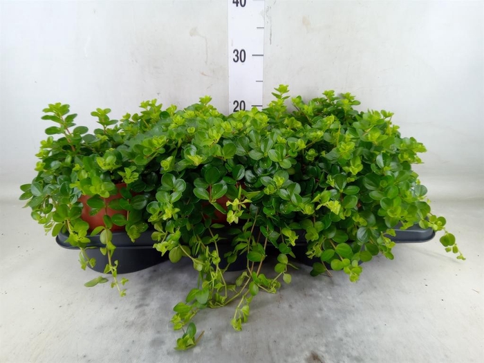 <h4>Peperomia rotundifolia</h4>