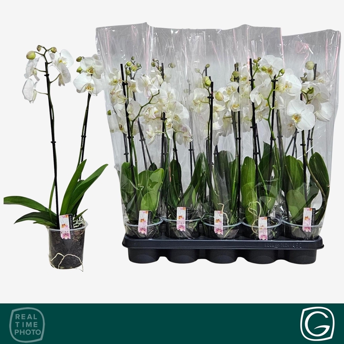 <h4>PHAL OV WIT</h4>