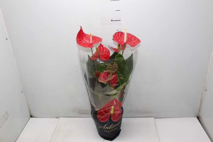 <h4>ANTHURIUM OREGON P19 VERMELHO PREMIUM</h4>