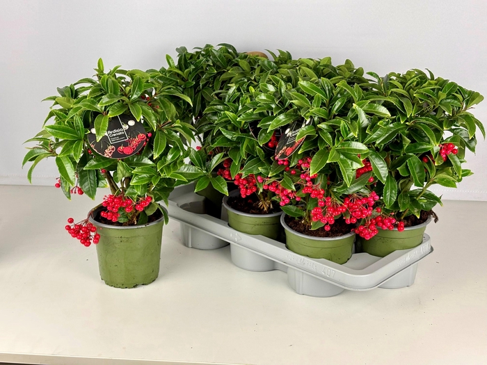 <h4>ARDIS CRENATA</h4>