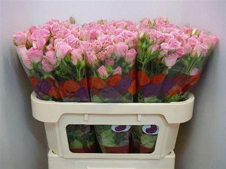 <h4>R Tr Odilia</h4>