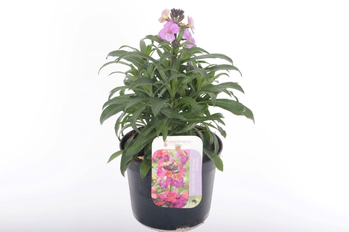<h4>Erysimum Constant Cheer</h4>