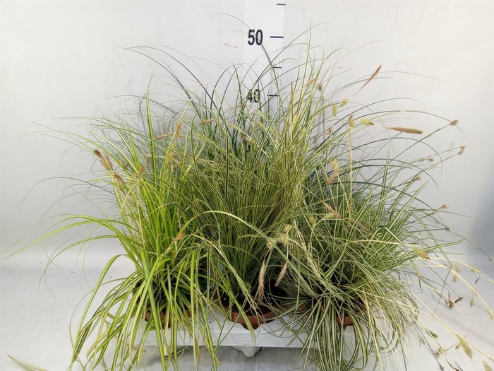 <h4>Carex   ...mix</h4>