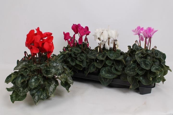 <h4>CYCL GR SUP MAMMOTH</h4>