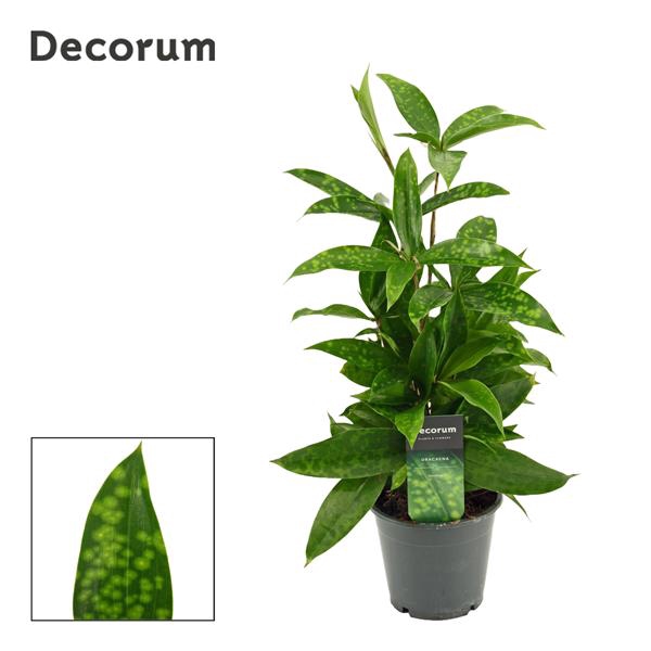 <h4>Dracaena Surculosa 12 cm (Decorum)</h4>