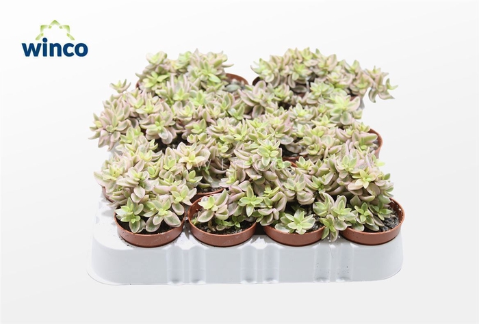 <h4>Crassula Capitella Rosea</h4>