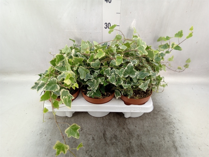 <h4>Hedera helix 'Eva'</h4>