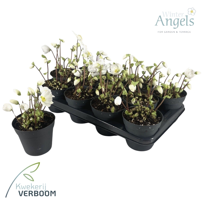 <h4>Helleborus niger p12 4+</h4>