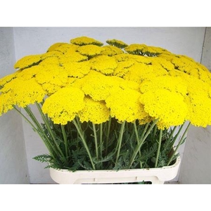 Achillea F Park Variety Extra