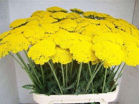 <h4>Achillea F Park Variety Extra</h4>
