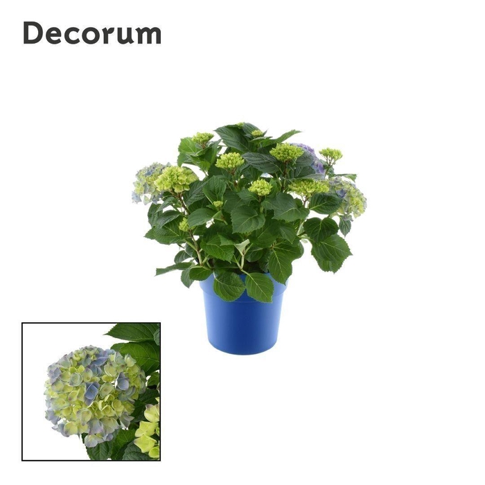 <h4>Hydrangea Bol Blue 10 - 15 kop in gekleurde sierpot (Decorum)</h4>