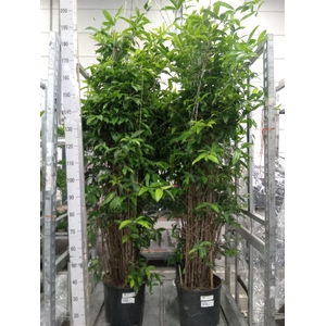 Dracaena surculosa