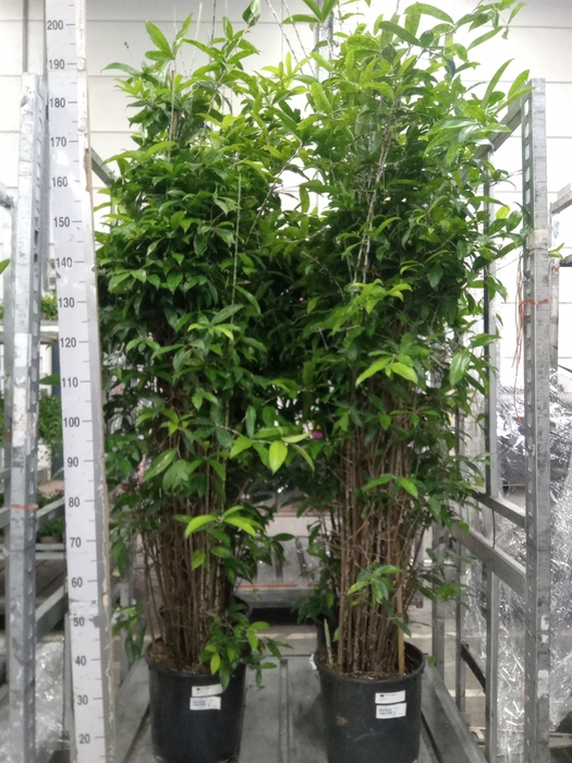 <h4>Dracaena surculosa</h4>